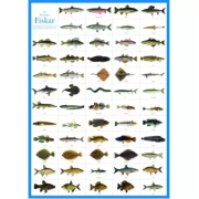 Svenska fiskar vykort A4