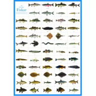 Svenska fiskar vykort A4