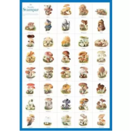 Svenska svampar vykort A4