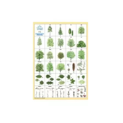 Svenska träd vykort A4