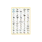 Svenska fåglar vykort A4