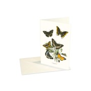 Vykort Praktfjärilar med kuvert