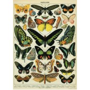 Butterflies Chart 50x70cm poster