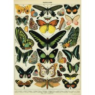 Butterflies Chart 50x70cm poster
