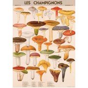 Mushrooms Chart 50x70cm poster