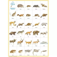 Svenska djur affisch