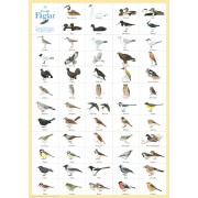 Svenska fåglar affisch