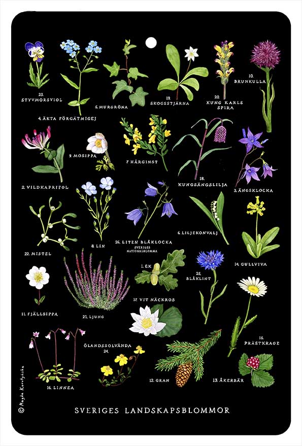Skärbräda Sveriges Landskapsblommor