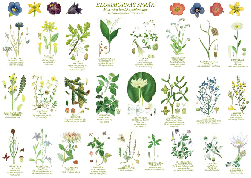 Vykort Blommornas språk