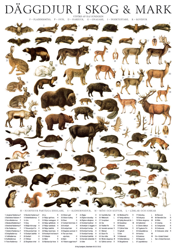 Vykort Däggdjur