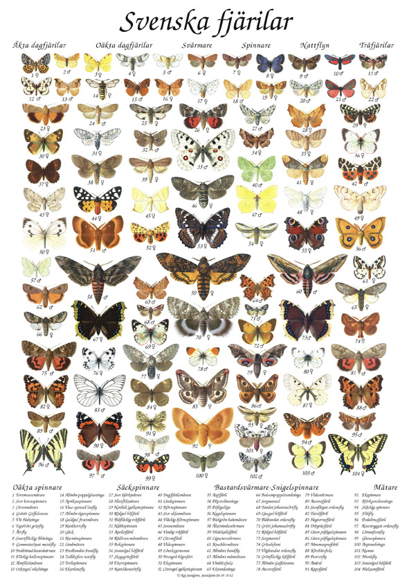 Vykort Fjärilar