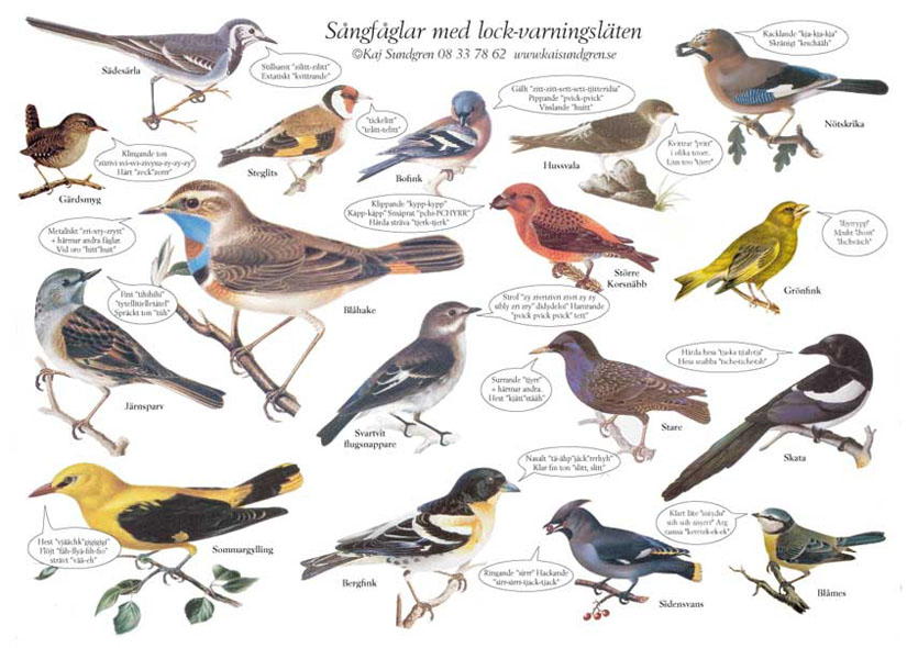Vykort Sångfåglar