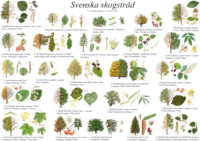 Vykort Svenska skogsträd