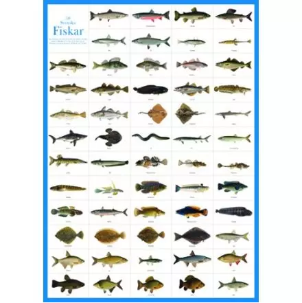 Svenska fiskar vykort A4