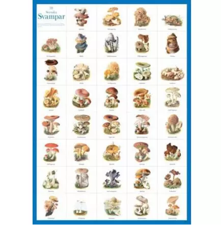Svenska svampar vykort A4