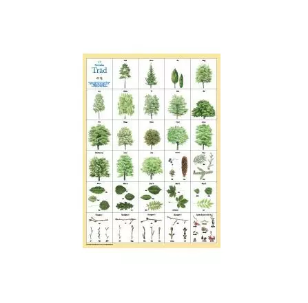 Svenska träd vykort A4