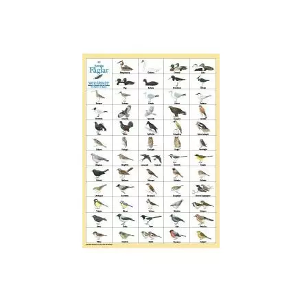 Svenska fåglar vykort A4