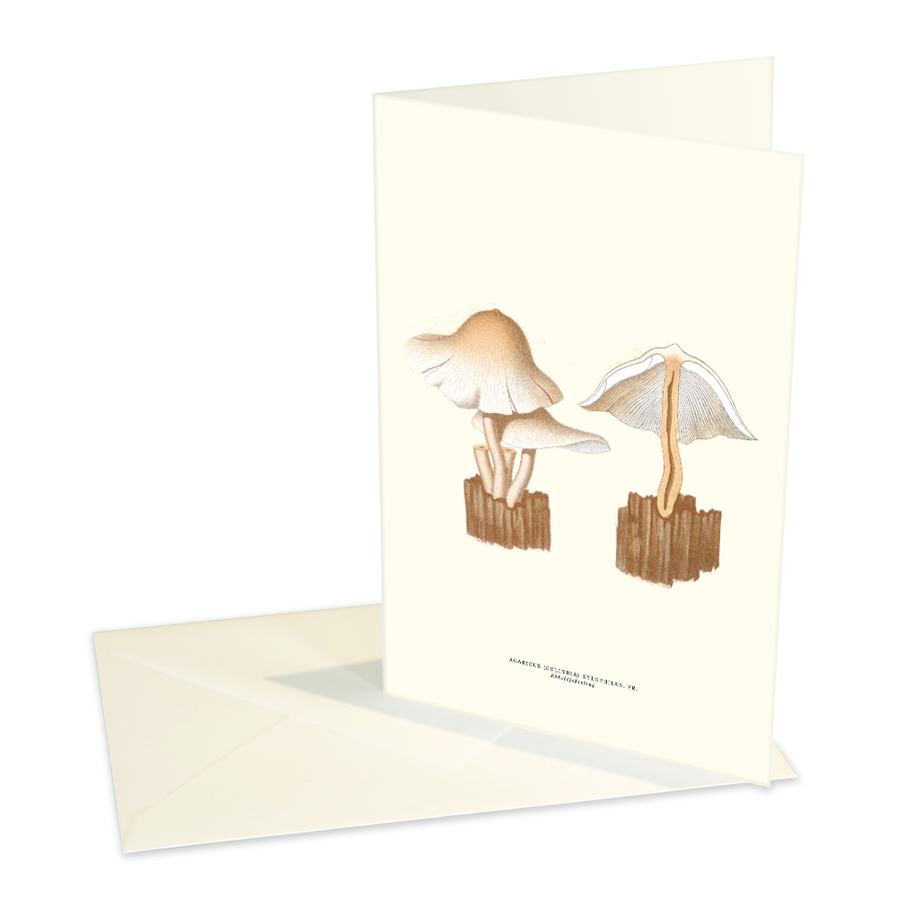 Vykort Rökslöjskivling med kuvert