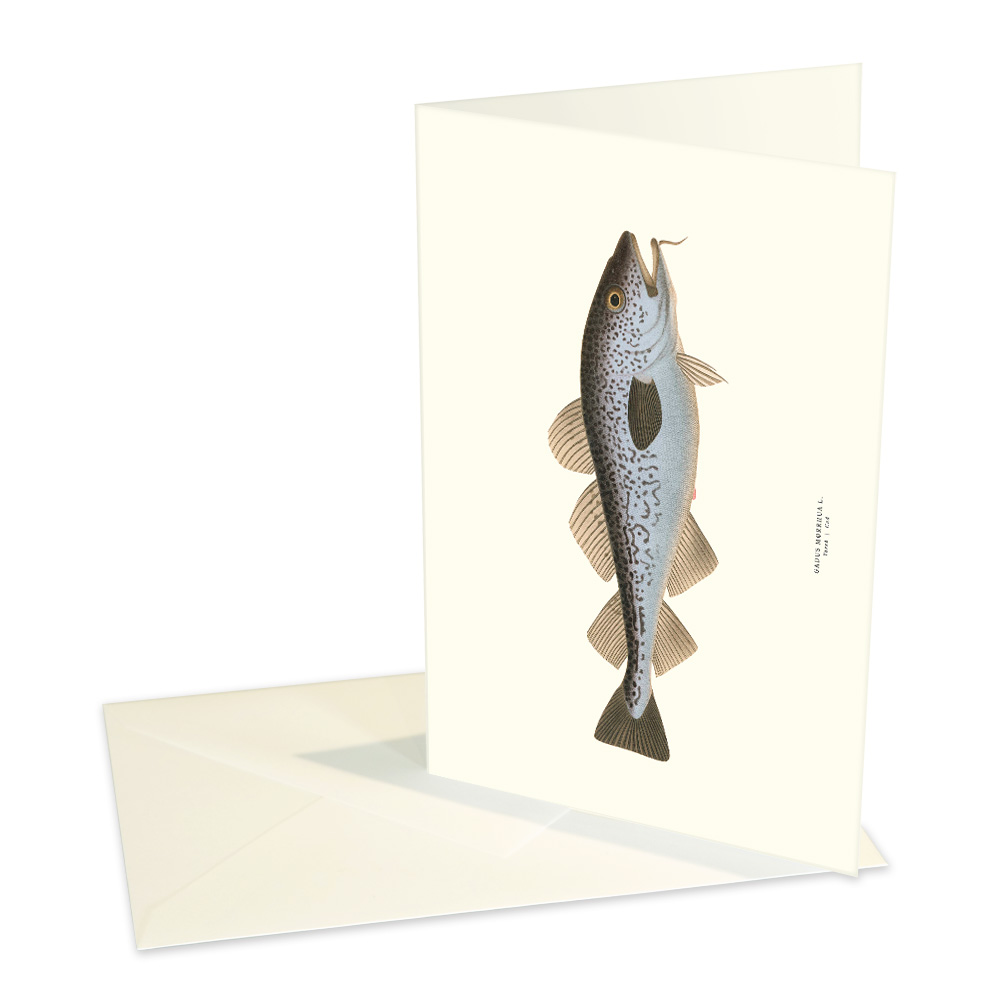 Vykort Torsk med kuvert