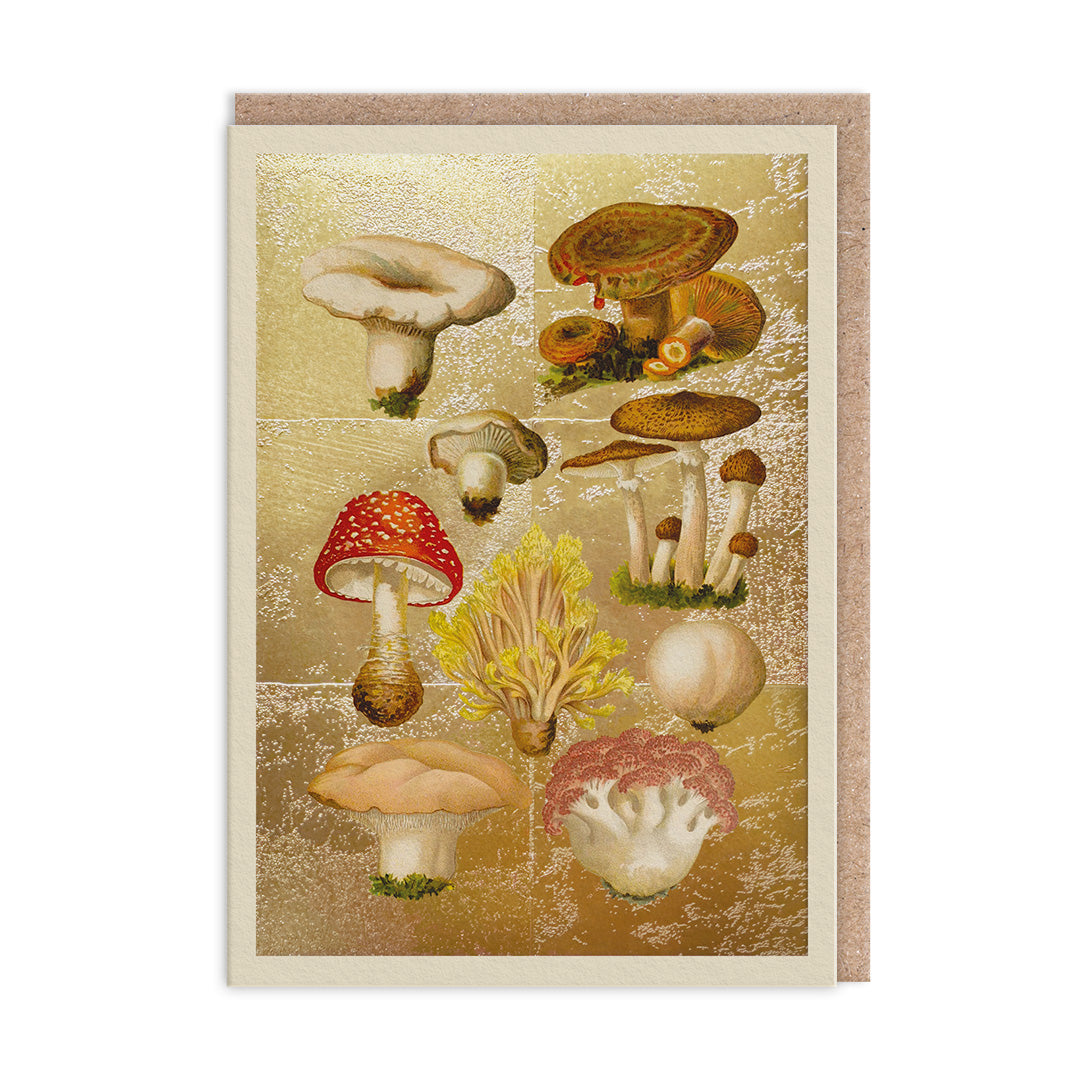 Vykort Fungi Collection