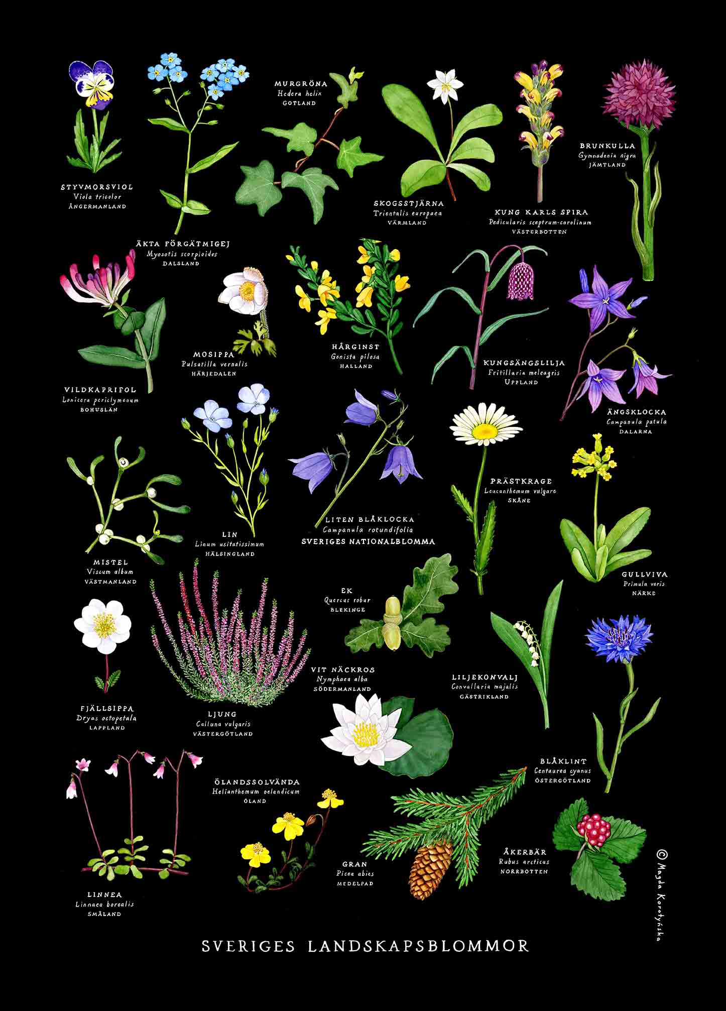 Sveriges Landskapsblommor Affisch