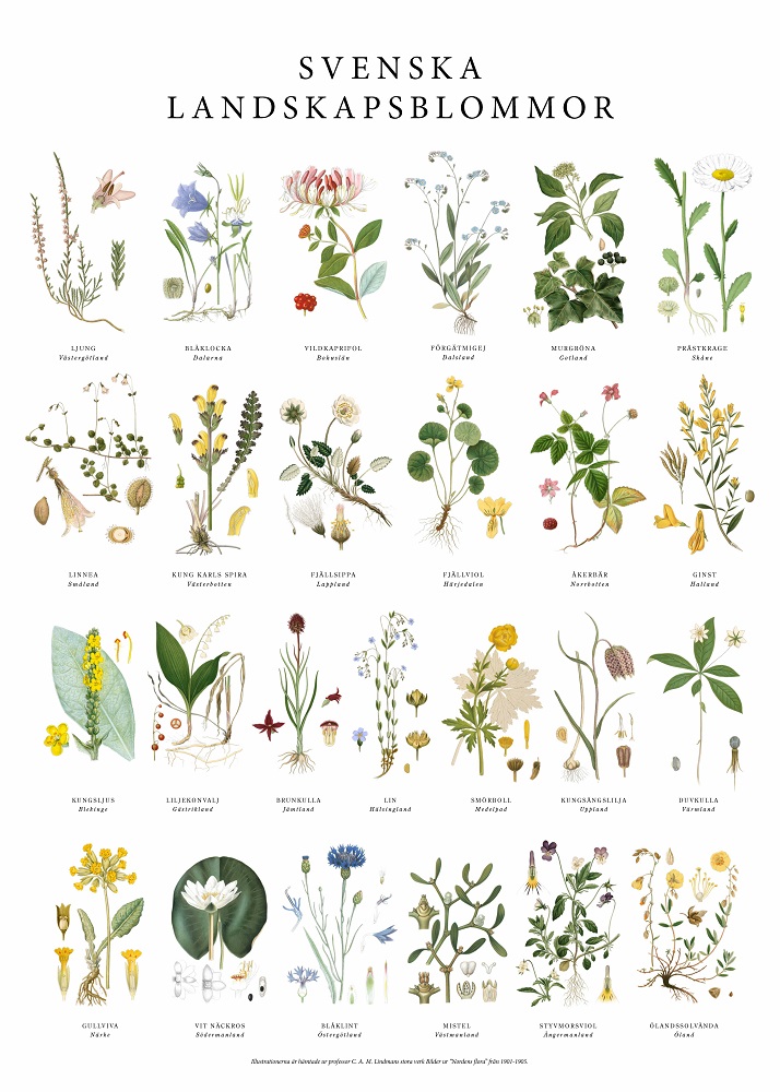 Poster Landskapsblommor 50x70cm