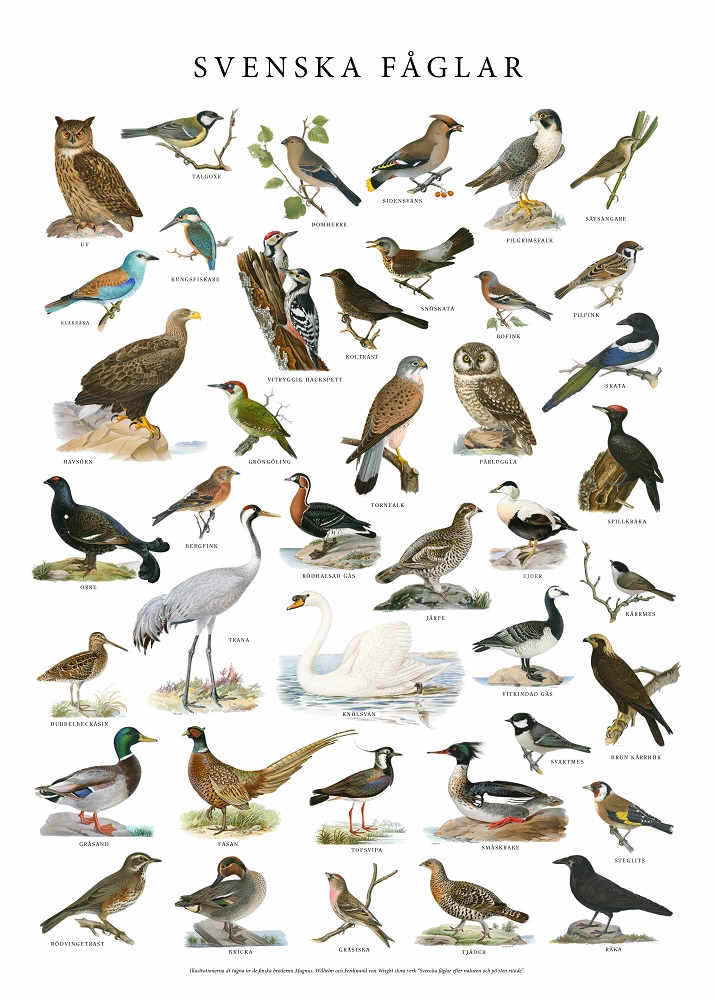 Poster Fåglar 50x70cm