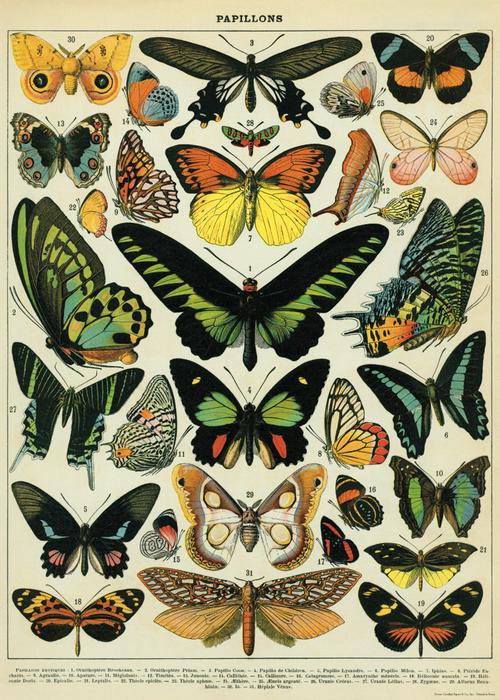 Butterflies Chart 50x70cm poster