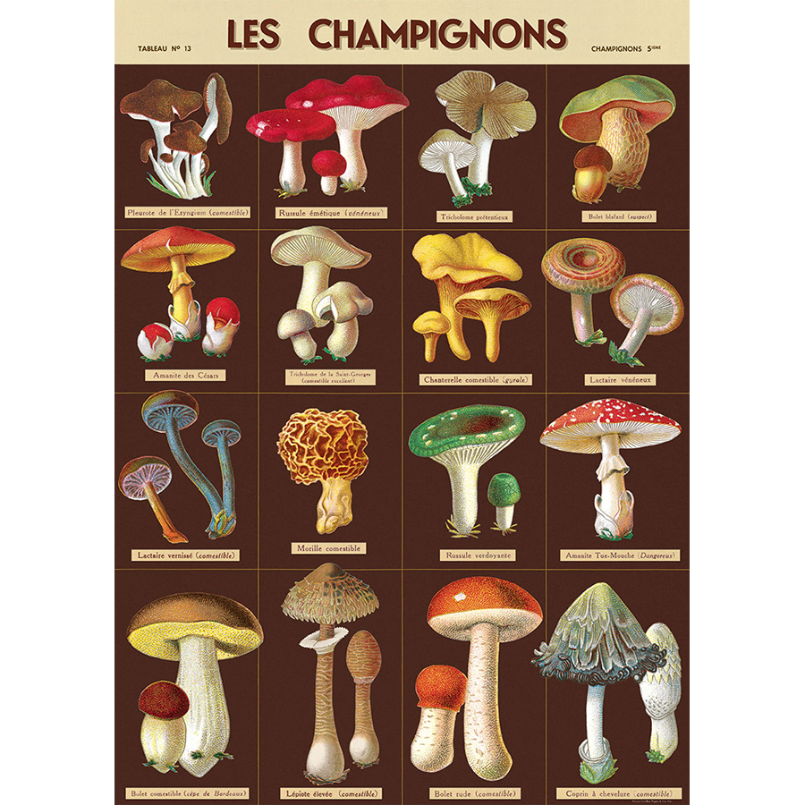 Mushrooms Chart 50x70cm poster